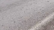 Tokat'ta binlerce kurbağa kara yolunda toplu geçiş yaptı