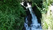 Trabzon'da 300 yıldır kurumayan kaynak: Saniyede 120 litre akıyor