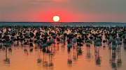 Tuz Gölü'nde Son 5 Yılın En Yüksek Flamingo Yavrusu Sayısına Ulaşıldı