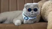 'Yaşamaz' Denilen Kedi Başkan, Denizde Yüzdü, Uludağ'da Kayak Yaptı