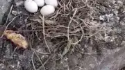 Yavru Güvercinler İçin Minare Yıkımı Ertelendi