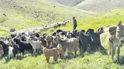 Yaylaya Göç Zamanı: Doğanın Uyanışı ve Geleneksel Yolculuk Başladı