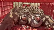 Yozgat'ta Doğaya 1000 Kınalı Keklik Salındı