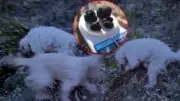 Özel Eğitimli Köpeklerle 112 Bin Hektarda 22 Ton Trüf Mantarı Bulundu