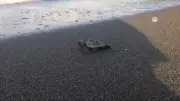 İztuzu Plajı'nda caretta caretta yavruları denizle buluşmaya başladı