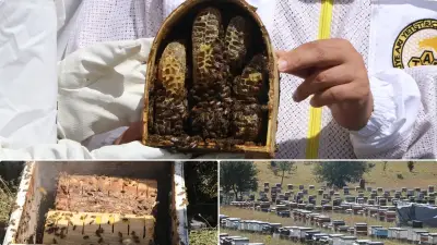 Çankırı'da gezginci arıcı aile, TKDK desteğiyle 900 kovanla rekor üretim yapıyor