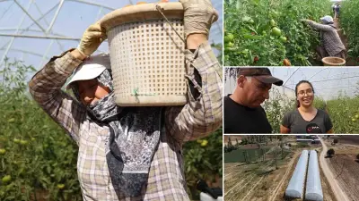 Baba kız bin 500 rakımda 'olmaz' denileni başardı: 20 ton ürün hedefleniyor
