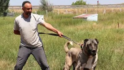 'Bozkırın aslanı' Kangal köpekleri Sivas'ta güzellik yarışmasında