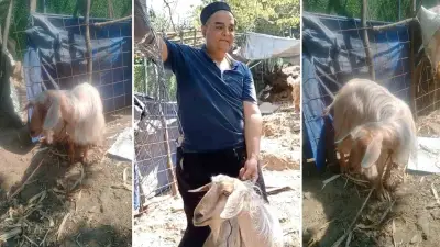 Bursa'da eve giren yaramaz keçi sahibine 4 gün sonra kavuştu