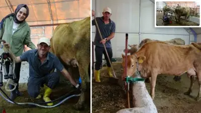Dijital pazarlamacı 16 yıl sonra çiftlik kurdu: Süt sağıp tereyağı yapıyor