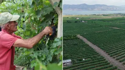 Elazığ'da erkenci üzüm hasadı başladı: Geçen yıl don vurmuştu, bu yıl bereket var