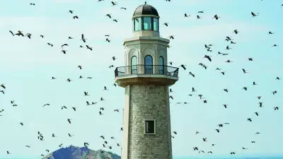 Göç Yolculuğuna Ada Molası: Leylekler Demokrasi ve Özgürlükler Adası Semalarında