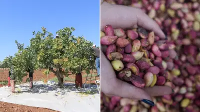 Gaziantep'in yeşil altını tezgahlarda: Antep fıstığı bin 200 liradan satışta