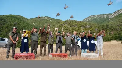 Manisa'da bin 200 kınalı keklik doğal yaşam alanına bırakıldı