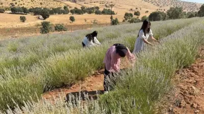 Mardin'de 40 yıllık atıl arazi kadın emeğiyle lavanta bahçesi oldu