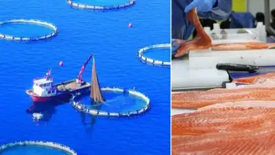 Somon ihracatında rekor gelir: Doğu Karadeniz'den 95 milyon dolar