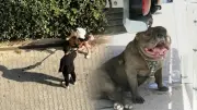 Adana'da Ağızlıksız Pitbull Kediyi Parçaladı: Sahibi 'Polisi Aramayın' Diye Yalvardı