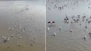 Akşehir Gölü flamingolarla renklendi, kuraklık sona erdi
