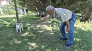 Akıllı Sokak Kedisi Balık Tutan Adamın Başından Ayrılmadı