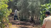 Antalya'da zeytinlikte elleri bağlı genç ölü bulundu