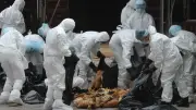 Avustralya'da yabani kuşlarda H5 kuş gribi ilk toplu ölüm doğrulandı