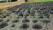 Baba mirası lavanta bahçesi emekli İlhan Emir'e kazanç kapısı oldu