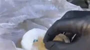 Bartın'da yol kontrolünde kaputun altından 75 gram metamfetamin çıktı