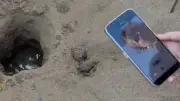 Belek'te yuvadan çıkamayan caretta caretta yavruları gönüllülerle denizle buluştu