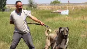 'Bozkırın aslanı' Kangal köpekleri Sivas'ta güzellik yarışmasında