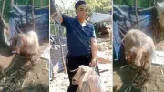 Bursa'da eve giren yaramaz keçi sahibine 4 gün sonra kavuştu