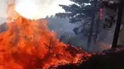 Bursa'da Uludağ yolu kenarında orman yangını: Ekipler müdahale ediyor