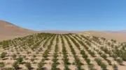 Erzincan'da atıl arazide 250 dekarda 10 bin vişne ağacı yetiştirdi