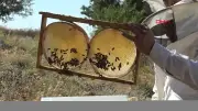 Gercüş'te arıcılar son 10 yılın en iyi bal hasadını bekliyor