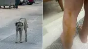Halfeti'de Sokak Köpeği Saldırısı: 3 Yaşındaki Çocuk Yaralandı