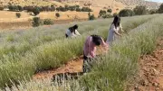 Mardin'de 40 yıllık atıl arazi kadın emeğiyle lavanta bahçesi oldu