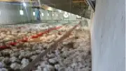 Mudurnu'da havalandırma arızası: 4 bin tavuk telef oldu
