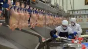 TÜİK açıkladı: Yumurta, tavuk eti ve süt üretimi haziranda arttı