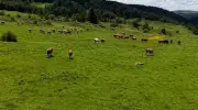 Yapraklı Yaylası düğün çiçekleriyle sarıya büründü